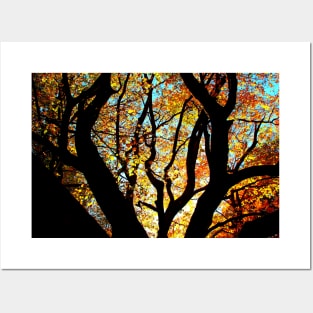 Massive branches of a beech tree with yellow leaves sunlit from behind in Canfaito forest Posters and Art